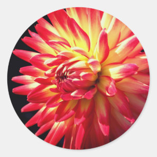 Vibrant Dahlia Flower  Classic Round Sticker
