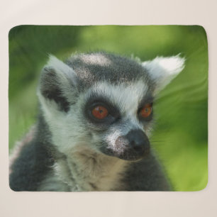 Vibrant Encounter: Ring-Tailed Lemur Close-Up Sherpa Blanket