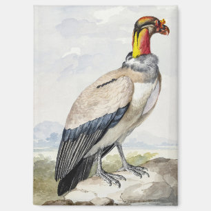 Vibrant Exotic King Vulture Wall Decor Magnet
