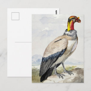 Vibrant Exotic King Vulture Wall Decor Postcard
