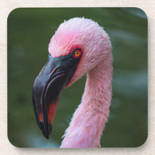 Vibrant Flamingo Portrait - Bird Photography Coaster