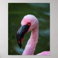 Vibrant Flamingo Portrait - Bird Photography