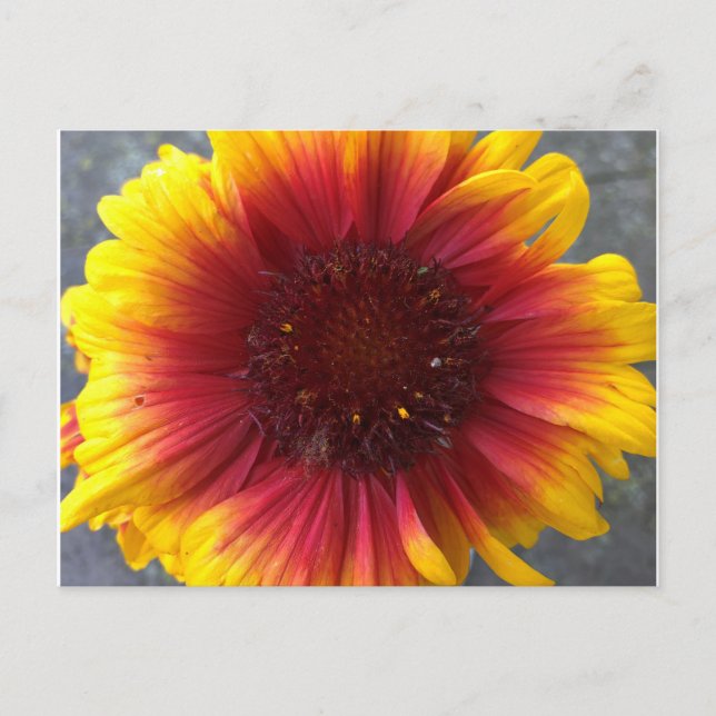 Vibrant Flower Postcard (Front)
