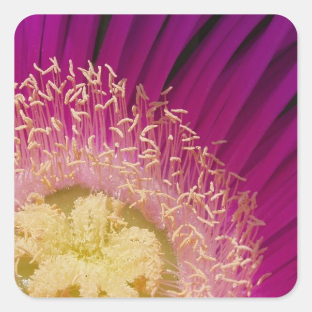 Vibrant Flower Stickers (Front)