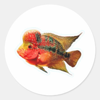 Vibrant Flowerhorn Cichlid Sticker, Exotic Louhan Classic Round Sticker