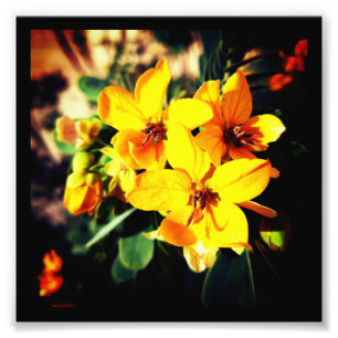 Vibrant Flowers Photo Print