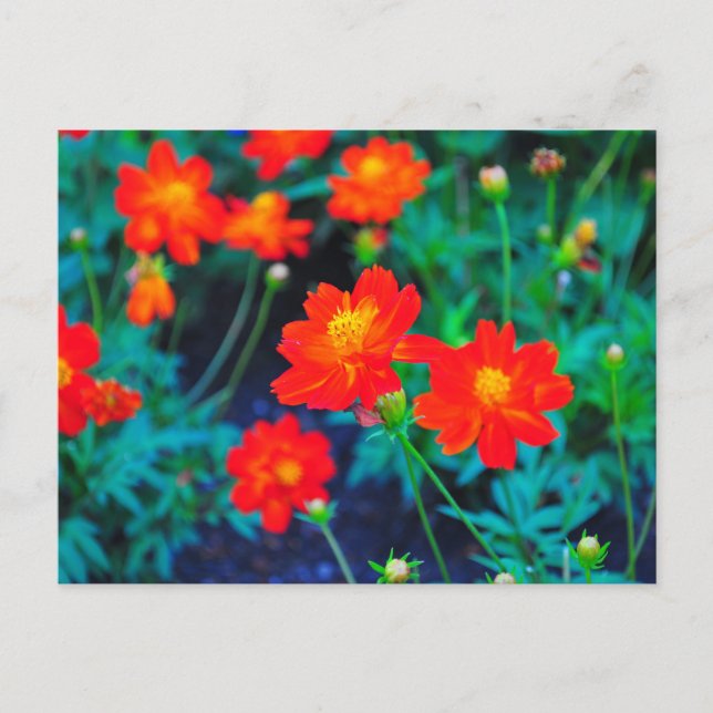 Vibrant flowers post card (Front)
