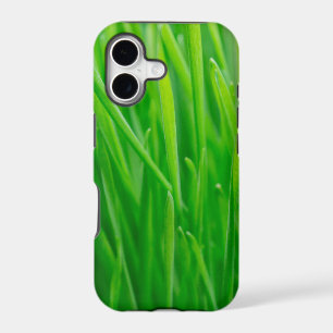 Vibrant Green Fresh Wheatgrass