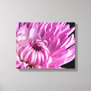 Vibrant in Pink Dahlia Canvas Print