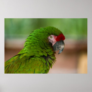 Vibrant Macaw Parrot in Profile View Poster