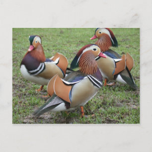 Vibrant Mandarin Duck Postcard