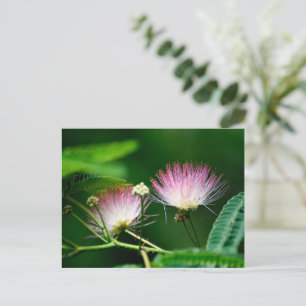 Vibrant Mimosa Flower Postcard