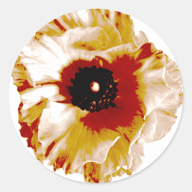 vibrant orange and white ranunculus classic round sticker (Front)