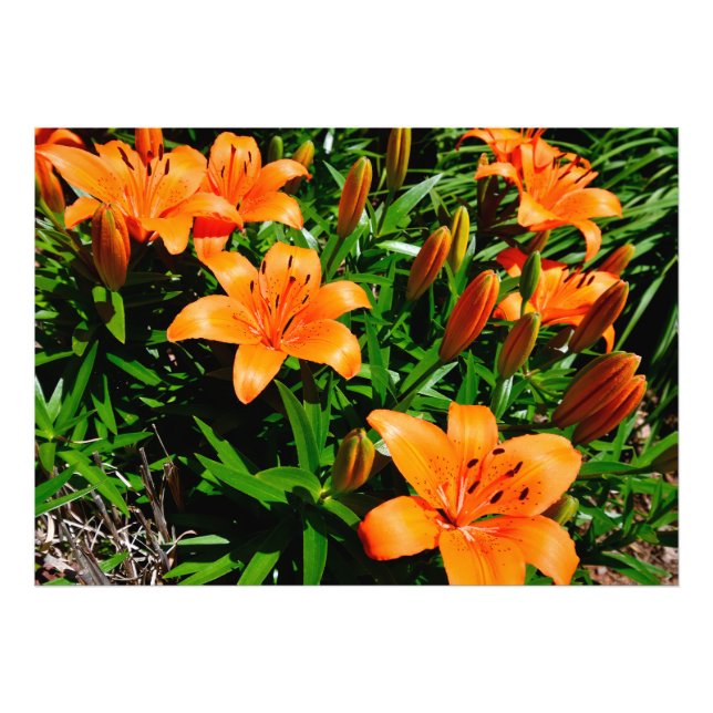 Vibrant Orange Asian Lilies Photo Print (Front)