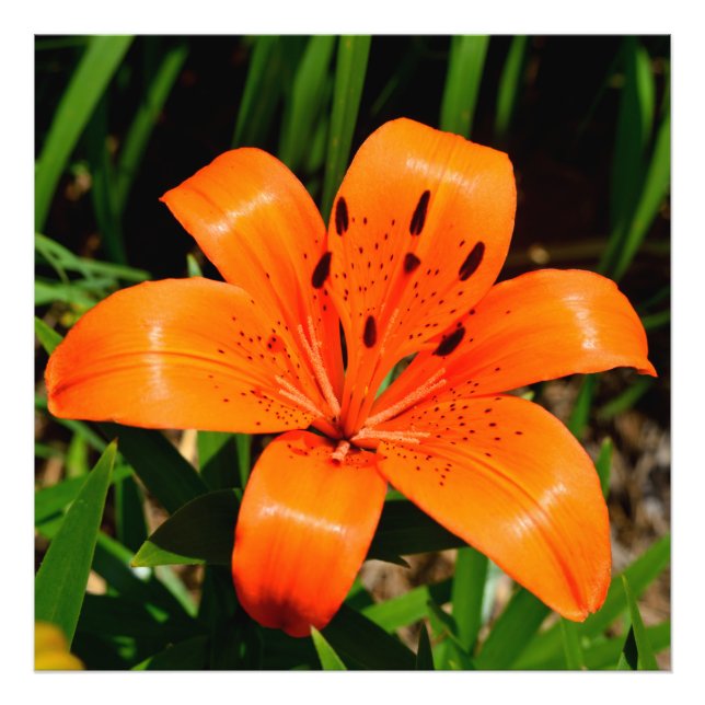 Vibrant orange Asian Lily Flower    Photo Print (Front)