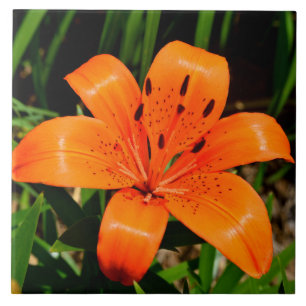 Vibrant orange Asian Lily Flower    Tile
