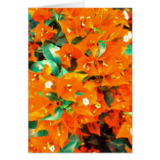 Vibrant Orange Bougainvillea Flowers