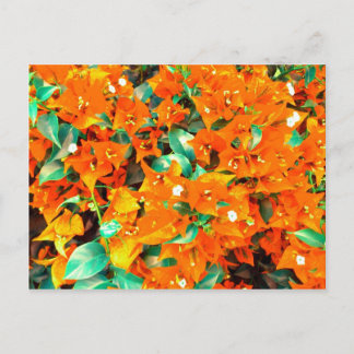 Vibrant Orange Bougainvillea Flowers Postcard