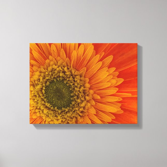 Vibrant Orange Gerbera Daisy StretchedCanvas Print (Front)