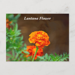 Vibrant orange lantana Flower Postcard