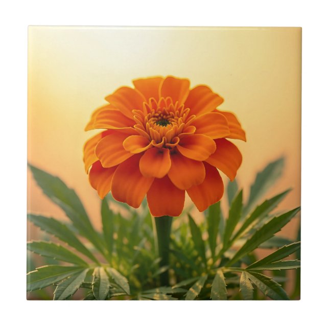 Vibrant Orange Marigold Flower Golden Sunset Tile (Front)