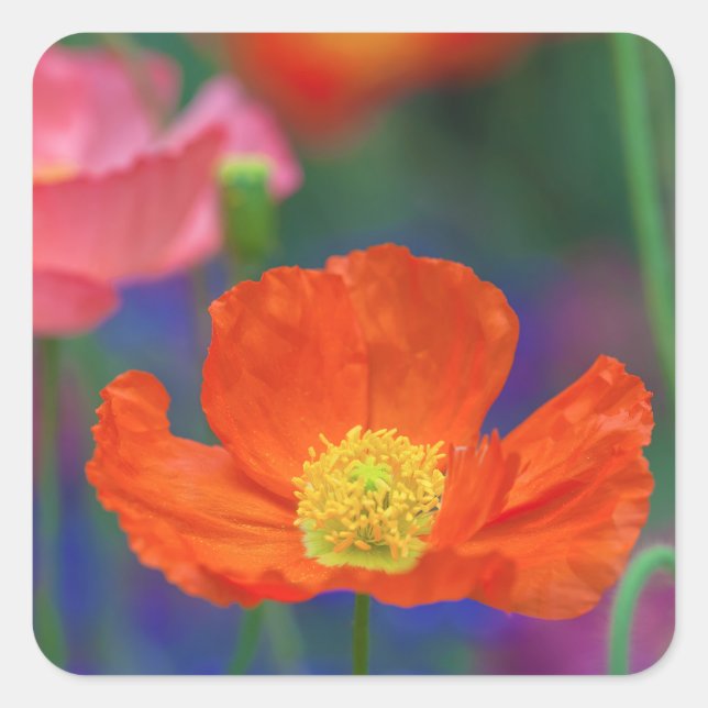 Vibrant Orange Poppy Blossom Square Sticker (Front)