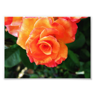 Vibrant Orange Rose Photograph