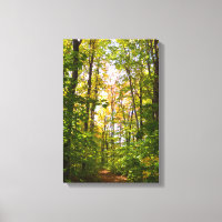 Vibrant Path In The Forest