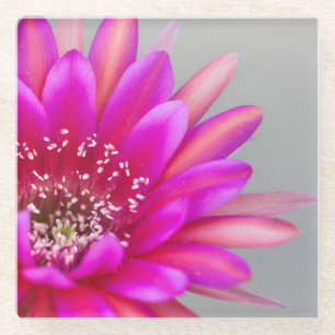 Vibrant Pink Cactus Flower Petals Glass Coaster