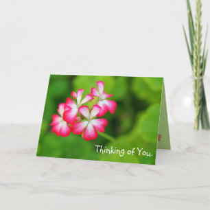 Vibrant Pink Geraniums   Greeting Card