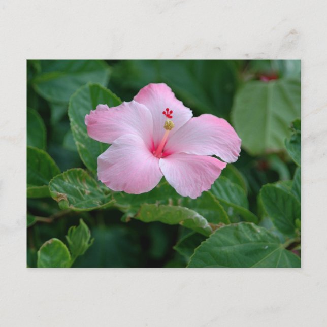Vibrant Pink Hibiscus Flower Postcard (Front)