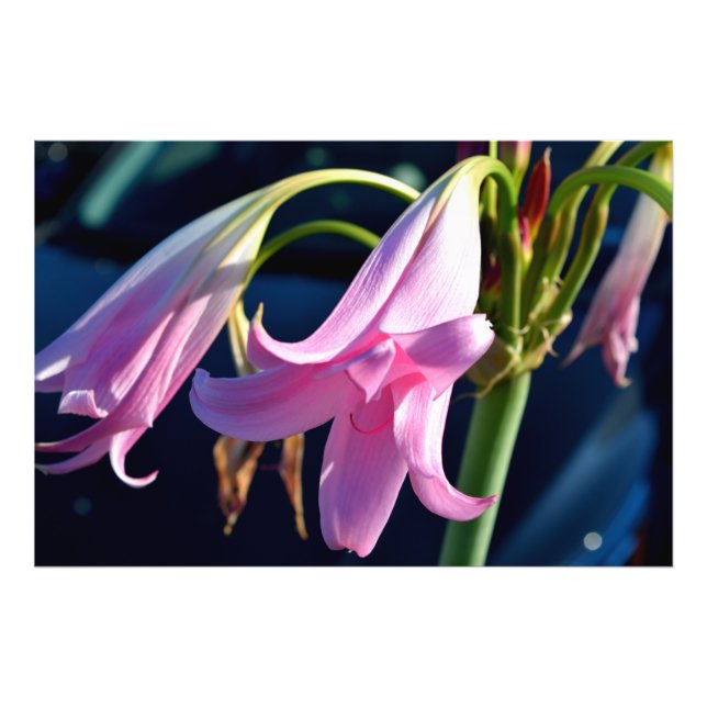 Vibrant  Pink Lily  Photo Print (Front)
