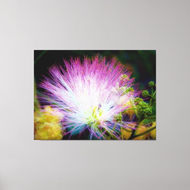 Vibrant Pink Mimosa Bloom Canvas Print (Front)