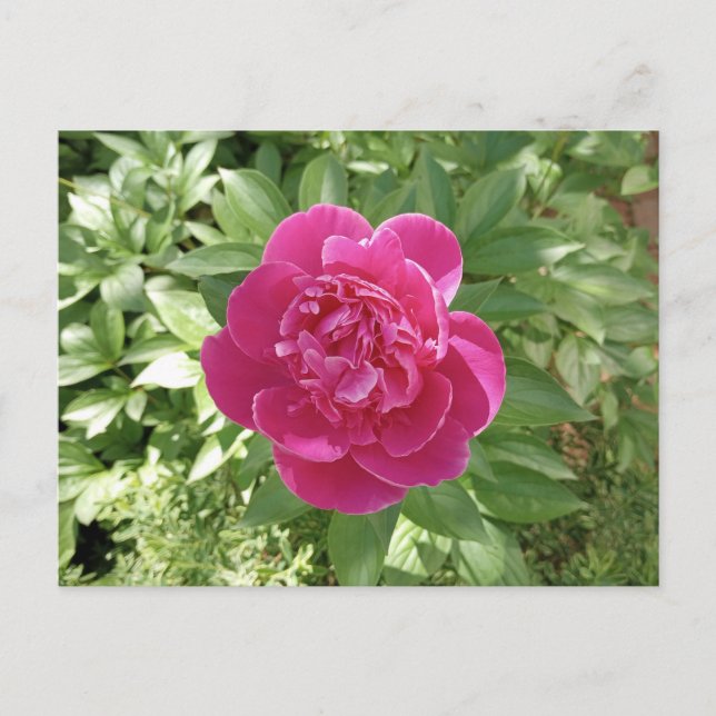 Vibrant Pink Peony Flower Postcard (Front)