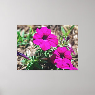 Vibrant Pink Petunias in Bloom Canvas Print
