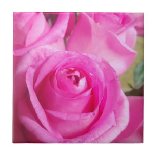 Vibrant Pink Roses Tile