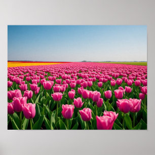 Vibrant Pink Tulips in Spring Field Poster