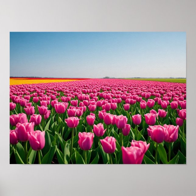 Vibrant Pink Tulips in Spring Field Poster (Front)