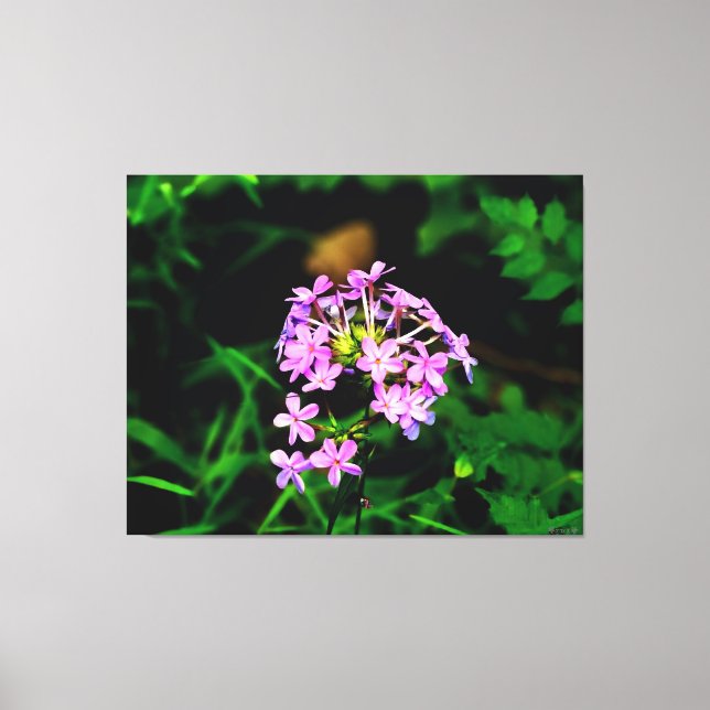 Vibrant Pink Wildflower Canvas Print (Front)