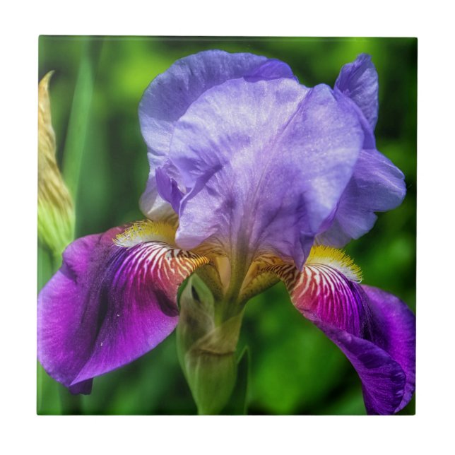 Vibrant purple blue yellow iris flower tile (Front)