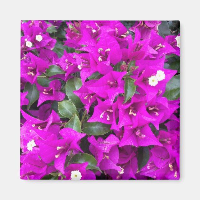 Vibrant Purple Bougainvillea flowers Magnet (Front)