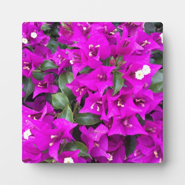 Vibrant Purple Bougainvillea Flowers Plaque (Front)