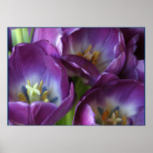 Vibrant Purple Tulips Poster