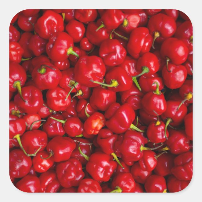 Vibrant Red Chili Pepper Harvest Square Sticker (Front)