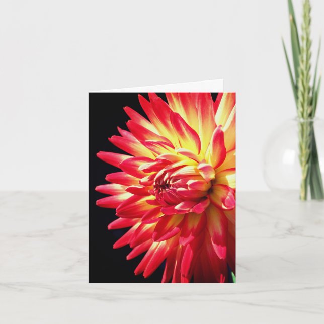 Vibrant Red Dahlia Flower Photography  (Devant)