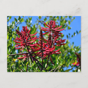Vibrant Red Erythrina Flowers Postcard