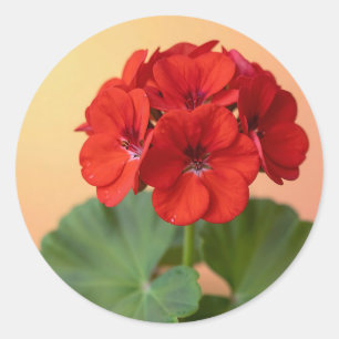 Vibrant Red Geranium Floral Bloom Classic Round Sticker