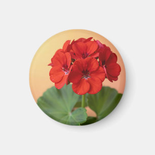 Vibrant Red Geranium Floral Bloom Magnet