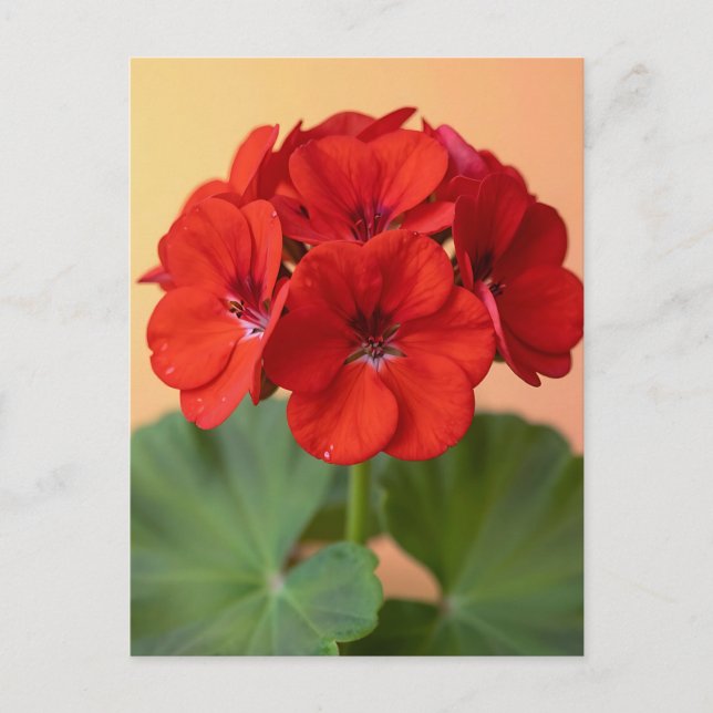 Vibrant Red Geranium Floral Bloom Postcard (Front)