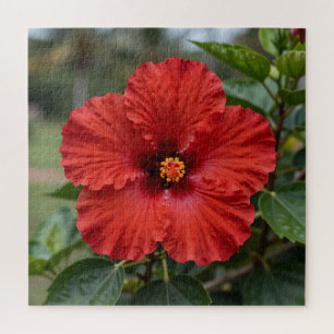 Vibrant Red Hibiscus Tropical Bloom Jigsaw Puzzle